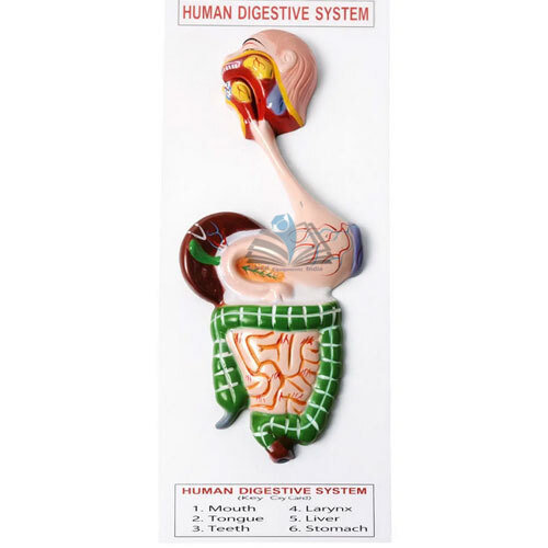 Human Digestive System Model